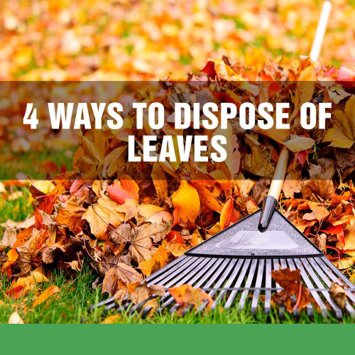 4 Ways to Dispose of Leaves