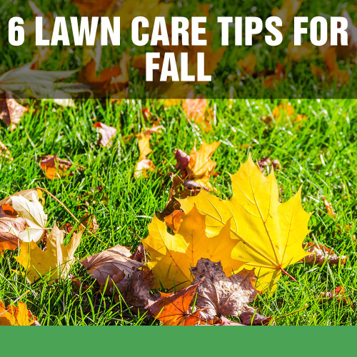 6 Lawn Care Tips for Fall
